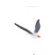 Swinging Seagull