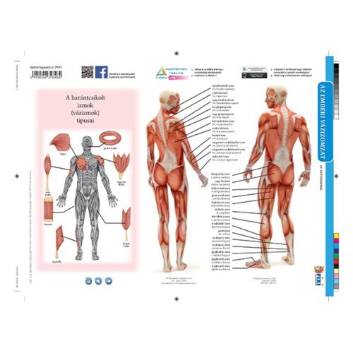 Student worksheet STIEFEL A/4 Human skeletal muscle