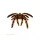  Giant hairy bird spider, with adjustable legs, 75 cm