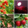 LED plant growth lamp LED KOBI PLANTY CLIP W 1xE27 White Kobi Design