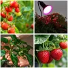 LED plant growth lamp LED PLANTY CLIP B 1xE27 Black Kobi Design