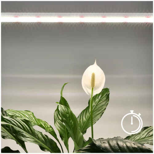 LED grow light LED GROWLY 15W – Kobi Design
