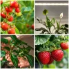 LED grow light LED GROWLY 15W – Kobi Design