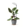 LED plant growth lamp LED VERDI V2 5W 1300K white Kobi Design white
