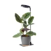 LED plant growth lamp LED VERDI V2 5W 1300K Kobi Design black