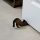 Wooden Doorstop (2 Pieces), Bronze, 16 x 2 x 8 cm | Laser Cut Design, Durable & Stylish for Home Use