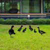Decorative Black Metal Duck Set (6 Pieces), 100% Metal