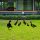 Decorative Black Metal Duck Set (6 Pieces), 100% Metal