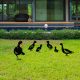 Decorative Black Metal Duck Set (6 Pieces), 100% Metal
