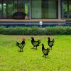 Decorative Black Metal Chicken Set (4 Pieces) | 100% Metal, 1.2mm Thick | Perfect for Garden Decor