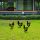 Decorative Black Metal Chicken Set (4 Pieces) | 100% Metal, 1.2mm Thick | Perfect for Garden Decor