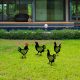 Decorative Black Metal Chicken Set (4 Pieces) | 100% Metal, 1.2mm Thick | Perfect for Garden Decor