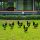 Decorative Metal Chicken Set (6 Pieces), Black | 100% Metal, 1.2mm Thick | Perfect for Garden Decor