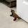 Premium Wooden Doorstop (2 Pieces), Bronze Color, 13 x 2 x 15 cm | 100% Wood with Laser Cutting | Stylish & Durable for Home & Office Use