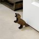 Premium Wooden Doorstop (2 Pieces), Bronze Color, 13 x 2 x 15 cm | 100% Wood with Laser Cutting | Stylish & Durable for Home & Office Use