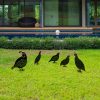 Decorative Garden Metal Accessory Set (5 Pieces), Black, Various Sizes | 100% Metal, Thickness: 1.2 mm | Stylish & Durable Garden Décor for Any Outdoor Space