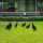 Decorative Garden Metal Accessory Set (5 Pieces), Black, Various Sizes | 100% Metal, Thickness: 1.2 mm | Stylish & Durable Garden Décor for Any Outdoor Space
