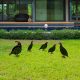 Decorative Garden Metal Accessory Set (5 Pieces), Black, Various Sizes | 100% Metal, Thickness: 1.2 mm | Stylish & Durable Garden Décor for Any Outdoor Space
