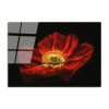 Stunning Tempered Glass Painting - Blooming Red Poppy Flower, 70 x 100 cm | 100% Tempered Glass (4 mm) | Elegant Wall Art for Home & Office Decor