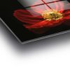 Stunning Tempered Glass Painting - Blooming Red Poppy Flower, 70 x 100 cm | 100% Tempered Glass (4 mm) | Elegant Wall Art for Home & Office Decor