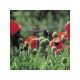 Gardena MD 6-surface nozzle (2 pcs.)