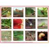 Careo insecticide concentrate 100ml 20601