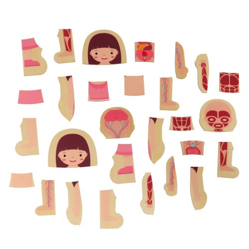 Wooden layered puzzle bodybuilder montessori girl