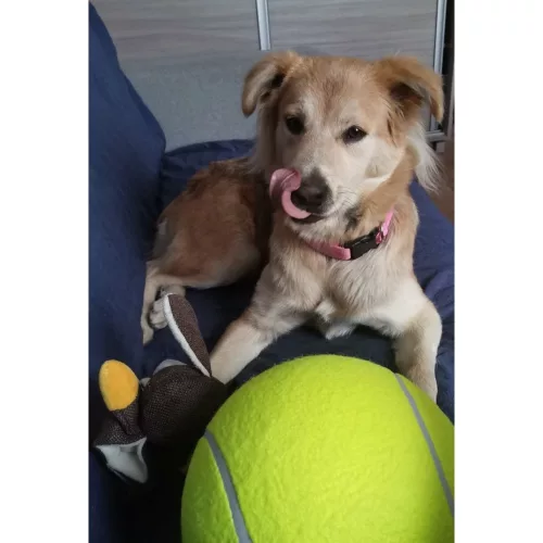 Giant tennis ball XXL 24cm dog toy
