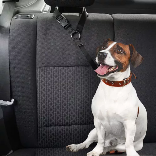 Car seat belt leash for dog and cat