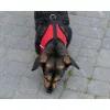 Tension-free dog harness + leash XL