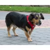 Tension-free dog harness + leash XL