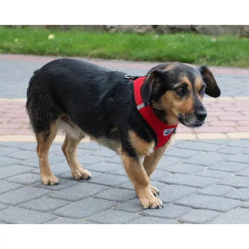 Tension-free dog harness + leash XL